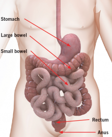 anatomical diagram of abdomen