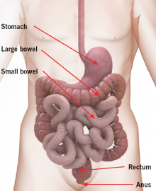 anatomical diagram of abdomen anatomical diagram of abdomen