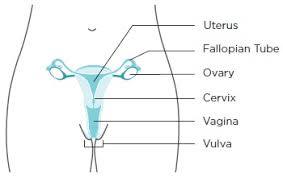 womens reproductive system