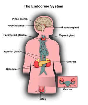 endocrine