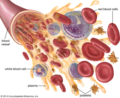 what is blood made from